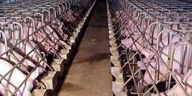 养猪场用臭氧发生器对物料、饲料消毒解